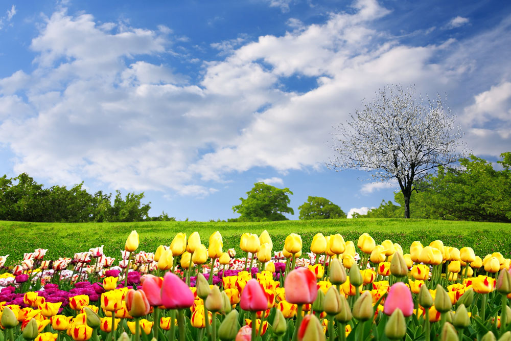 春季,鲜花,花朵,花卉,郁金香,蓝天白云,美丽风景,草地,草原,自然风景