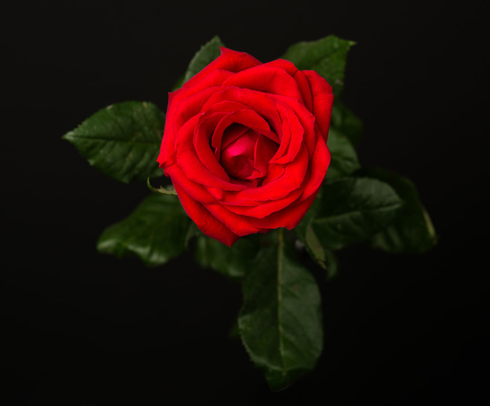 夜色中的一朵玫瑰花图片