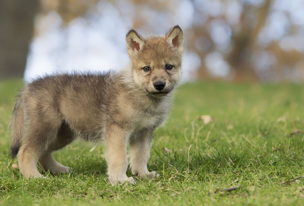可爱小狼 图片素材下载-陆地动物-生物世界-图片素材
