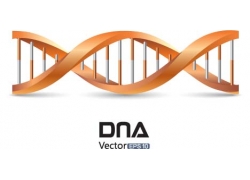 DNA־