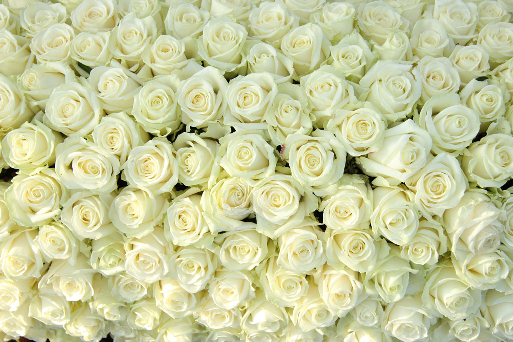 白色玫瑰花背景 图片素材下载-花草树木-生物世