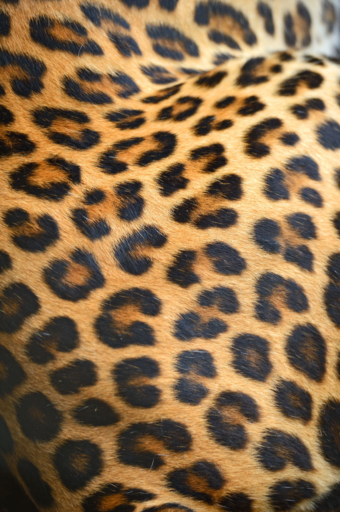 豹子斑纹图片
