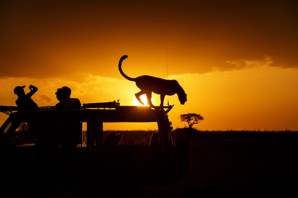 非洲猎豹与旅游的人物 图片素材下载-自然风景-自然景观-图片素材 - 集图网 www.jituwang.com